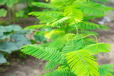 High angle view of fern leaves on tree