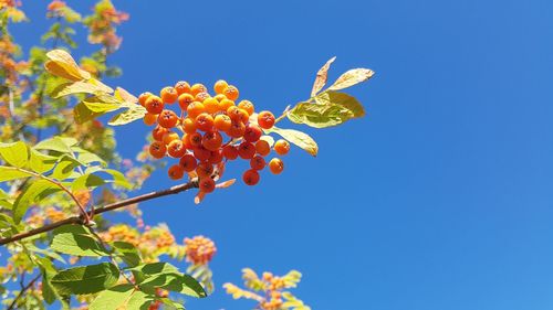 Low angle view of flowering plant against blue sky