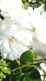 Close-up of white flowers