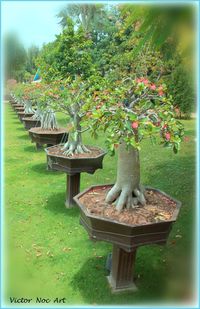 View of flower plants