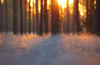 Sunlight streaming through trees in forest during sunset