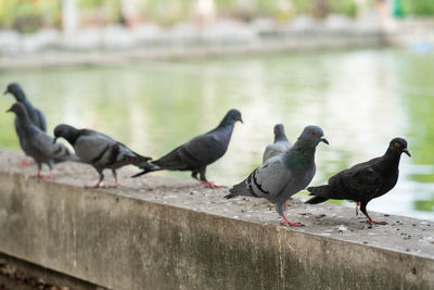 Seagulls perching on retaining wall by lake