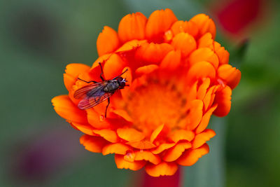 Close-up of insect on red flower