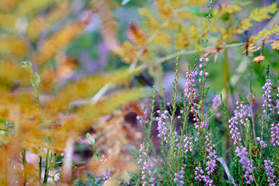 Close-up of purple flowering plants on field