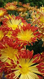 Close-up of yellow flowers blooming outdoors