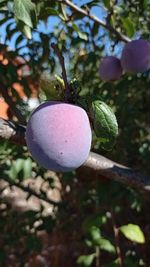 Close-up of fruit growing on tree