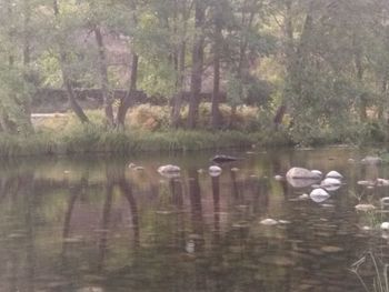 Ducks swimming in lake