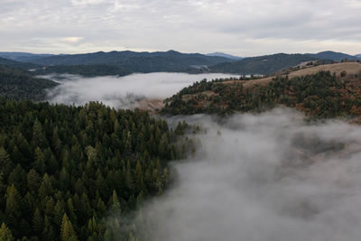 Redwood highway in northern california, aerial drone view with fog in winter.