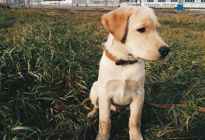 Close-up of dog sitting on field