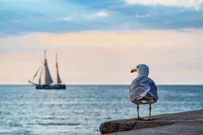 Seagull perching on a sea