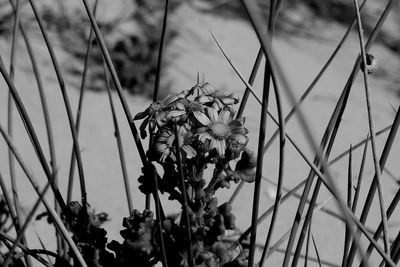 Close-up of flowering plants