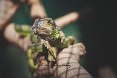 Close-up of a hand holding a lizard