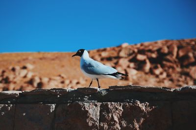 Side view of black-headed gull perching on retaining wall against clear blue sky