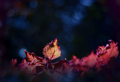 Close-up of maple leaves on tree