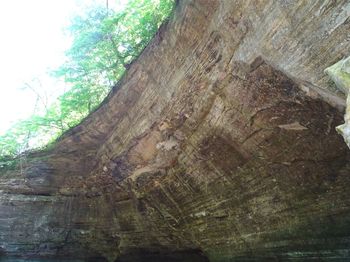 Low angle view of tree trunk