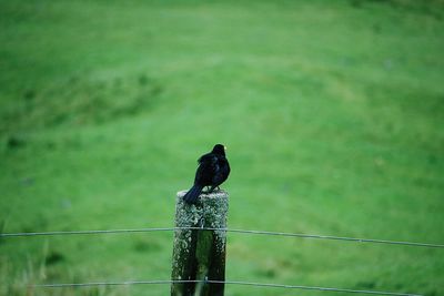 Bird perching on wire