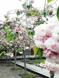 Close-up of white flowers blooming on branch