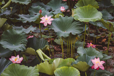 Close-up of pink flowering plants