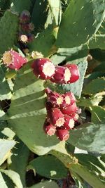 Close-up of pink flowers on plant