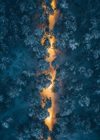 Full frame shot of trees during winter