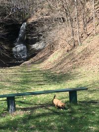 Dog on field in forest