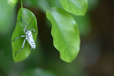 Close-up of insect on leaf