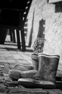 Close-up of potted plant on table