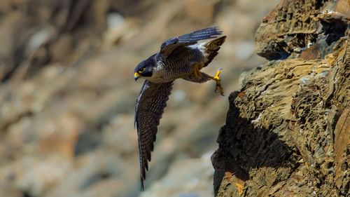 Close-up of bird flying