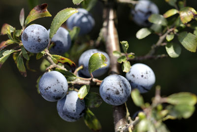 Close-up of fruits growing on tree