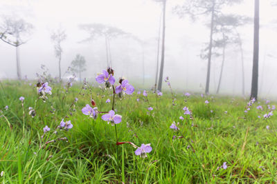 Close-up of purple crocus flowers growing in field