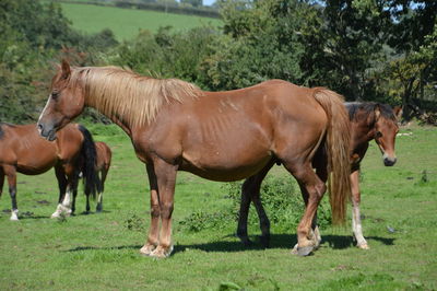 Horses in the field