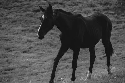 Horse standing in a field
