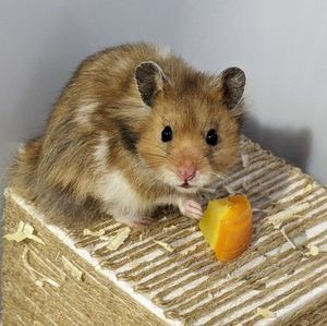 Close-up hamster with its food