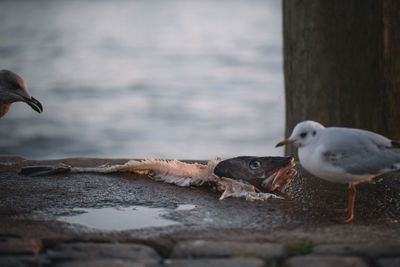 Close-up of bird by sea