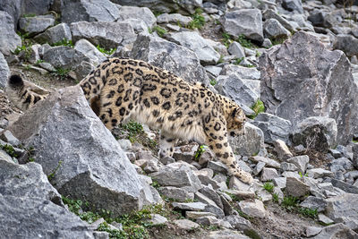 View of giraffe on rock