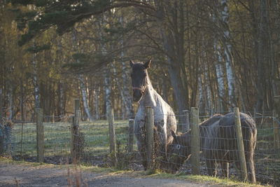 Horses by fence on field against trees