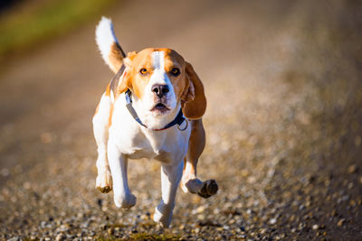 Portrait of beagle dog running on path
