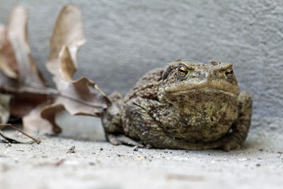 Close-up of frog on land