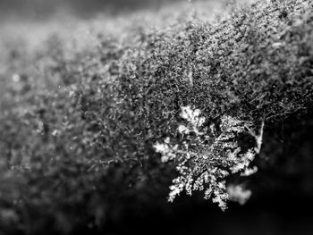 Close-up of frozen plant