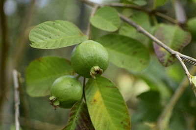 Close-up of fruits growing on tree