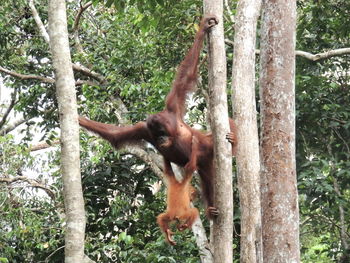 Monkey on tree trunk in forest