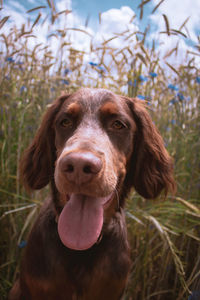 Close-up portrait of a dog on field