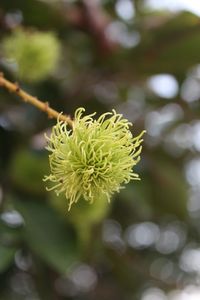Close-up of flowers