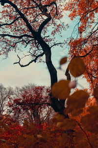 Low angle view of cherry blossom tree during autumn