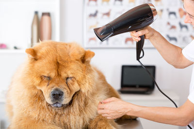 Veterinarian drying hair of dog at hospital