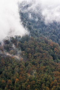 High angle view of tree in forest