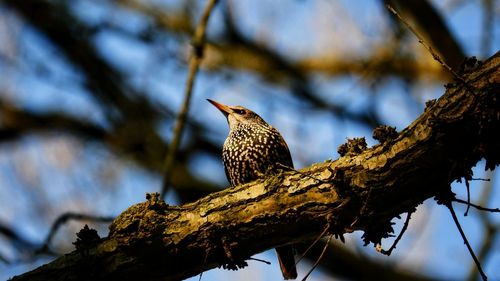 Low angle view of bird perching on tree