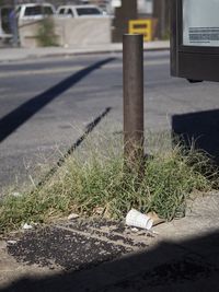 Close-up of plants growing by road