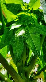 Close-up of green leaves