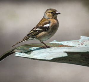 Close-up of bird perching